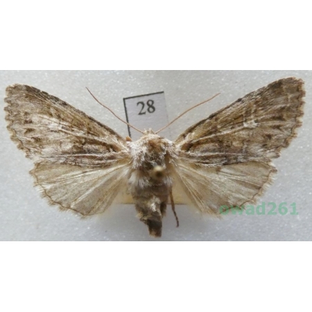 Pachetra sagittigera (Hufnagel, 1766) Czech28